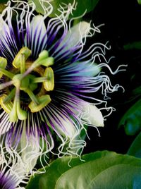 Close-up of purple flowers