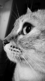 Close-up of cat looking away