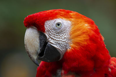 Close-up of parrot