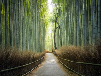 Walkway amidst trees in forest