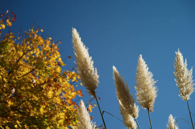 Low angle view of flowering plants against blue sky