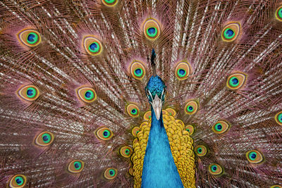Close-up of peacock