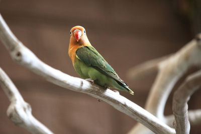 Close-up of parrot perching on branch