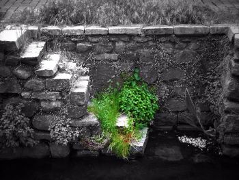 Plants growing on a wall