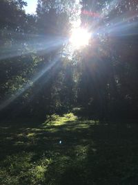 Sunlight streaming through trees in forest on sunny day