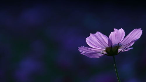 Close-up of purple flowering plant