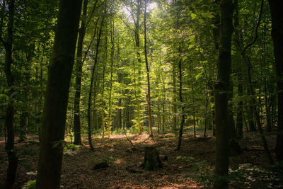 Trees in forest with sunrays