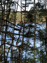 Low angle view of trees in forest against sky