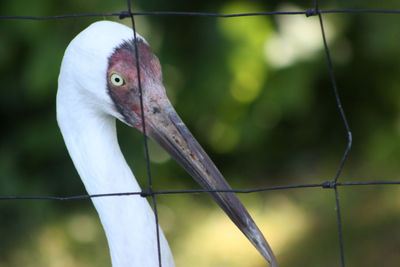 Close-up of a bird