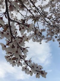 Low angle view of cherry blossoms against sky