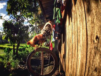 Horse cart on tree