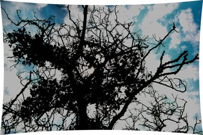 Low angle view of bare tree against sky