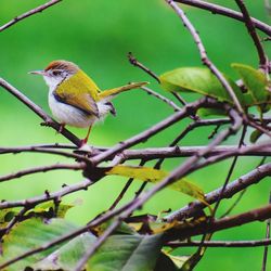 Close-up of bird perching on branch