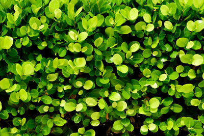 Full frame shot of leaves on field