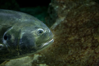 Close-up of fish swimming in sea