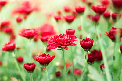 Close-up of red flowering plants on field