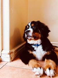 Portrait of dog sitting on floor