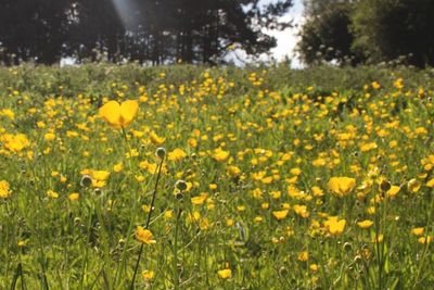 Yellow flowers blooming in field