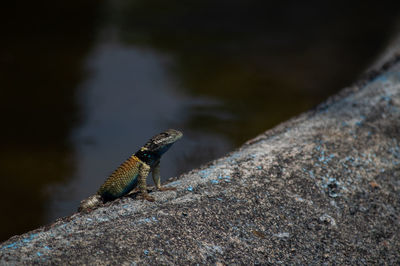 Close-up of lizard on rock