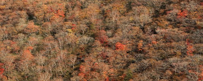 Full frame shot of pine trees in forest during autumn