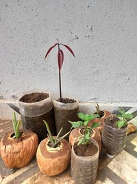 Waste management, use of tender coconut shell and plastic bottles for plants.