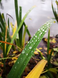 Close-up of wet grass during rainy season