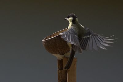 Low angle view of bird perching outdoors