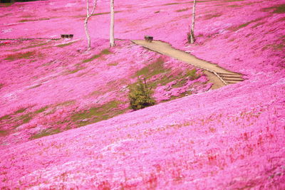 Close-up of pink flowers