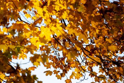 Low angle view of yellow leaves on tree during autumn