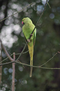Close-up of parrot perching on branch