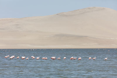 View of birds on beach