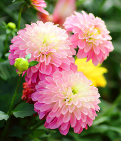 Close-up of pink dahlia flowers