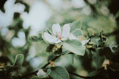 Close-up of white flowering plant