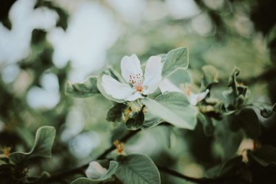 Close-up of white flowering plant