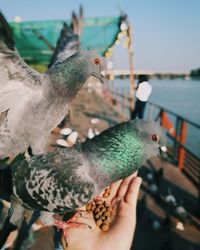 Close-up of hand holding bird