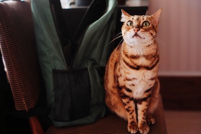 Portrait of cat sitting on seat