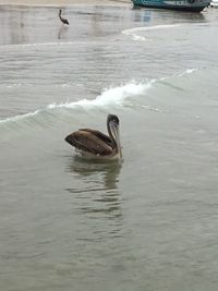 Swan swimming in lake