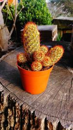 Close-up of cactus plants in yard