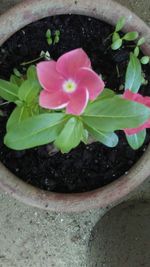 High angle view of potted plant