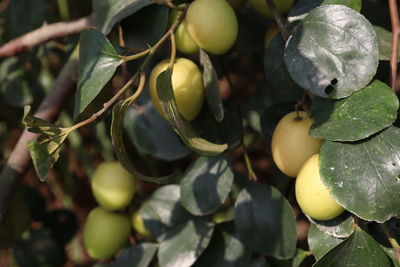 Close-up of fruits growing on tree