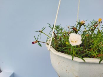 Close-up of white flowering plant against sky