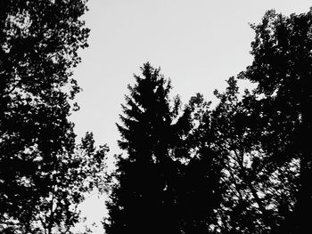 Low angle view of trees against sky