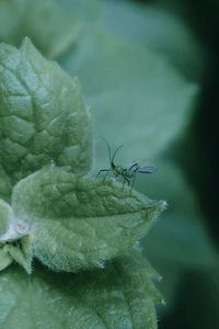 Close-up of green leaves on plant