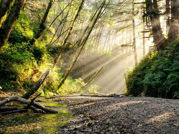 Road amidst trees in forest