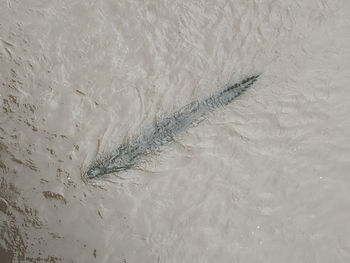 High angle view of fish swimming in sea