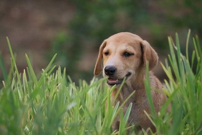 Portrait of dog in grass