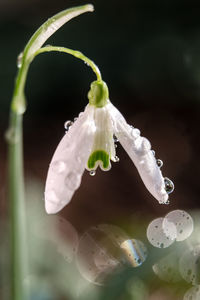 Close-up of raindrops on white flower