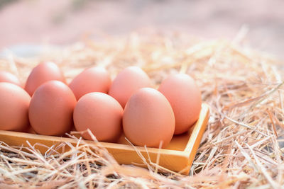 Close-up of eggs in tray on hays