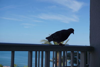 Bird perching on railing against sea