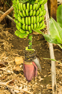 Close-up of fruit on plant growing in field